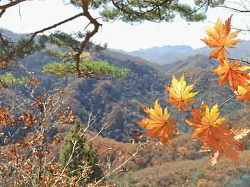 闽南阿嬷与“战地红花”：勇敢与传承的交汇